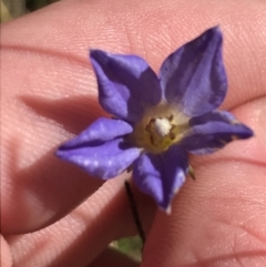 Wahlenbergia stricta subsp. stricta (Tall Bluebell) at Tidbinbilla Nature Reserve - 19 Jun 2022 by Tapirlord