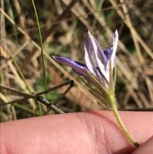 Wahlenbergia stricta subsp. stricta at Paddys River, ACT - 19 Jun 2022