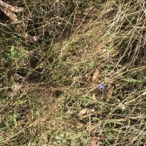 Wahlenbergia stricta subsp. stricta at Paddys River, ACT - 19 Jun 2022