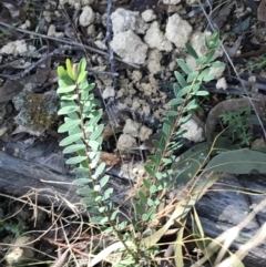 Pimelea treyvaudii (Grey Riceflower) at Paddys River, ACT - 19 Jun 2022 by Tapirlord
