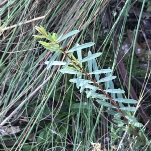 Pimelea treyvaudii at Paddys River, ACT - 19 Jun 2022