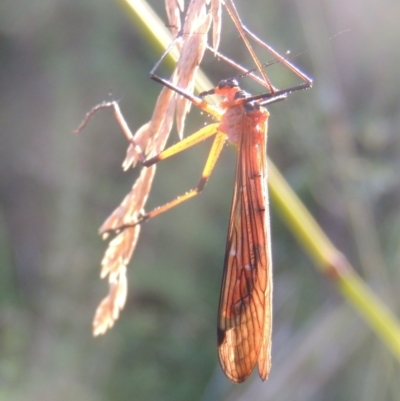 Harpobittacus australis (Hangingfly) at Tidbinbilla Nature Reserve - 13 Feb 2022 by michaelb