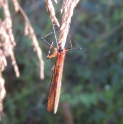 Harpobittacus australis at Paddys River, ACT - 13 Feb 2022