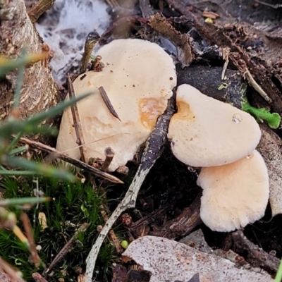 Hydnum 'repandum group' at Point 114 - 24 Jun 2022 by trevorpreston