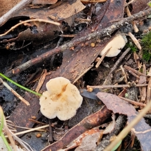 Hydnum 'repandum group' at O'Connor, ACT - 24 Jun 2022 11:58 AM