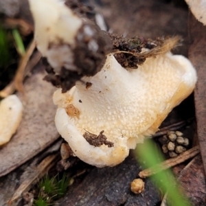 Hydnum 'repandum group' at O'Connor, ACT - 24 Jun 2022