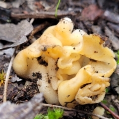 Hydnoplicata convoluta at O'Connor, ACT - 24 Jun 2022 by trevorpreston