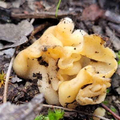 Hydnoplicata convoluta at Bruce Ridge - 24 Jun 2022 by trevorpreston