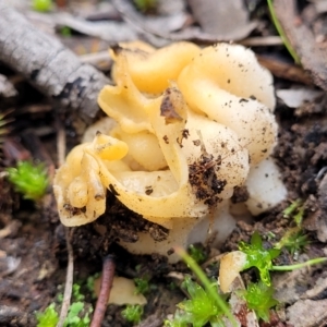 Hydnoplicata convoluta at O'Connor, ACT - 24 Jun 2022