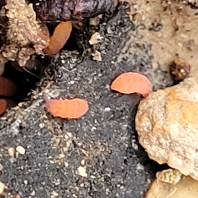 Collembola sp. (class) (Springtail) at Point 114 - 24 Jun 2022 by trevorpreston