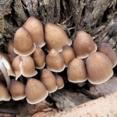 Mycena sp. (Mycena) at Bruce Ridge - 24 Jun 2022 by trevorpreston