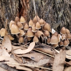 Mycena sp. at O'Connor, ACT - 24 Jun 2022