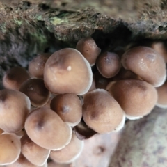 Mycena sp. at O'Connor, ACT - 24 Jun 2022