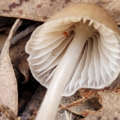 Mycena sp. at O'Connor, ACT - 24 Jun 2022 11:51 AM