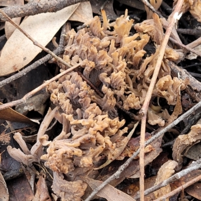 Clavulina sp. (A coral fungus) at Bruce Ridge - 24 Jun 2022 by trevorpreston
