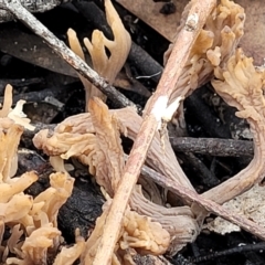 Clavulina sp. at Bruce Ridge - 24 Jun 2022 11:49 AM