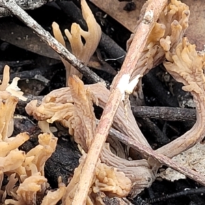 Clavulina sp. at Bruce Ridge - 24 Jun 2022 11:49 AM