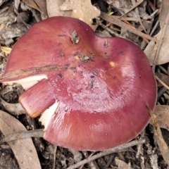 Cortinarius archeri s.l. (Emperor Cortinar) at Bruce Ridge - 24 Jun 2022 by trevorpreston