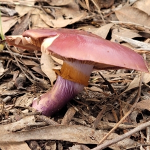 Cortinarius archeri s.l. at O'Connor, ACT - 24 Jun 2022 11:42 AM