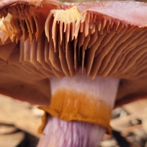 Cortinarius archeri s.l. at O'Connor, ACT - 24 Jun 2022 11:42 AM