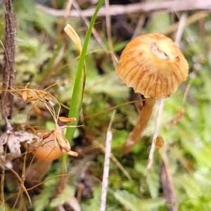 zz agaric (stem; gills not white/cream) at O'Connor, ACT - 24 Jun 2022