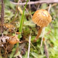 Unidentified Cap on a stem; gills below cap [mushrooms or mushroom-like] (TBC) at O'Connor, ACT - 24 Jun 2022 by trevorpreston