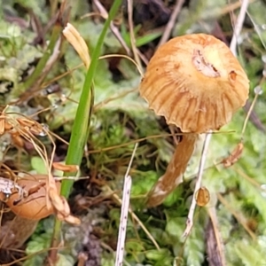 zz agaric (stem; gills not white/cream) at O'Connor, ACT - 24 Jun 2022 11:32 AM