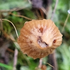 zz agaric (stem; gills not white/cream) at O'Connor, ACT - 24 Jun 2022