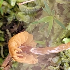 zz agaric (stem; gills not white/cream) at O'Connor, ACT - 24 Jun 2022 11:32 AM