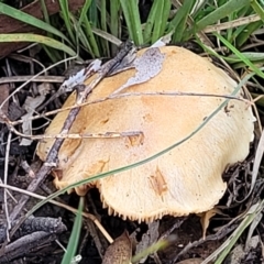Unidentified Cap on a stem; gills below cap [mushrooms or mushroom-like] (TBC) at Point 114 - 24 Jun 2022 by trevorpreston