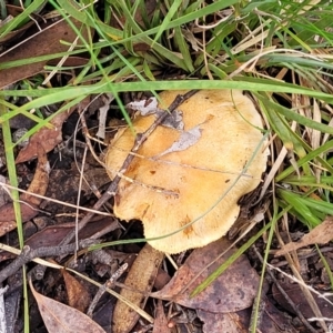 Cortinarius sp. at O'Connor, ACT - 24 Jun 2022