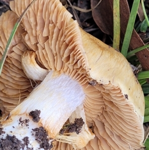 Cortinarius sp. at O'Connor, ACT - 24 Jun 2022