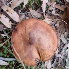 Unverified Cap on a stem; gills below cap [mushrooms or mushroom-like] at O'Connor, ACT - 24 Jun 2022 by trevorpreston