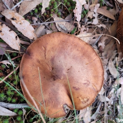 Unidentified Cap on a stem; gills below cap [mushrooms or mushroom-like] at Bruce Ridge - 24 Jun 2022 by trevorpreston