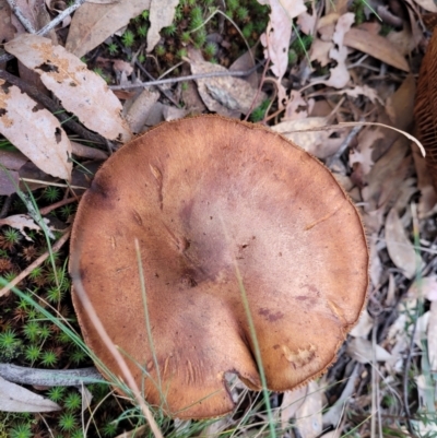 Unverified Cap on a stem; gills below cap [mushrooms or mushroom-like] at O'Connor, ACT - 24 Jun 2022 by trevorpreston