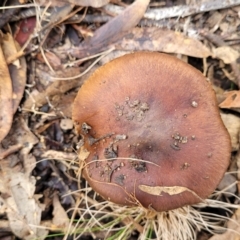 Cortinarius sp. (Cortinarius) at Bruce Ridge - 24 Jun 2022 by trevorpreston