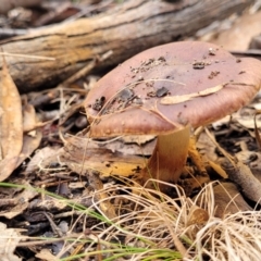 Cortinarius sp. at O'Connor, ACT - 24 Jun 2022