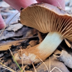 Cortinarius sp. at O'Connor, ACT - 24 Jun 2022