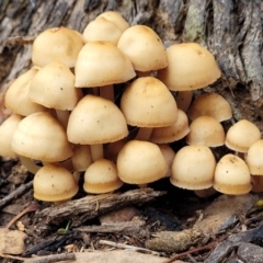 Mycena sp. (Mycena) at O'Connor, ACT - 24 Jun 2022 by trevorpreston