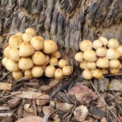 Mycena sp. at O'Connor, ACT - 24 Jun 2022 11:37 AM