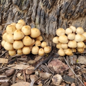 Mycena sp. at O'Connor, ACT - 24 Jun 2022