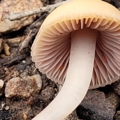 Mycena sp. at O'Connor, ACT - 24 Jun 2022 11:37 AM