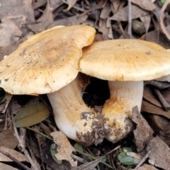 Unidentified Cap on a stem; gills below cap [mushrooms or mushroom-like] (TBC) at Point 114 - 24 Jun 2022 by trevorpreston