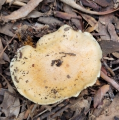 Cortinarius sp. at O'Connor, ACT - 24 Jun 2022