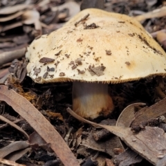 Cortinarius sp. at O'Connor, ACT - 24 Jun 2022