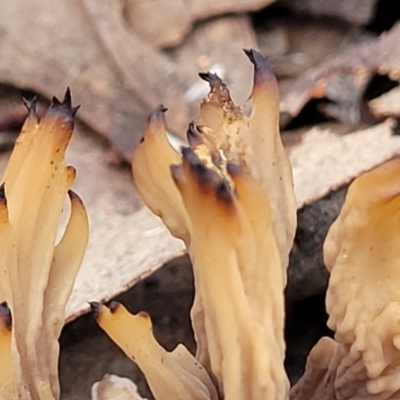 Clavulina vinaceocervina at O'Connor, ACT - 24 Jun 2022 by trevorpreston