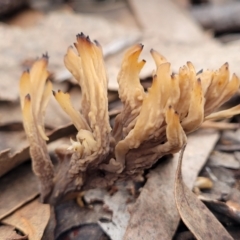 Clavulina vinaceocervina at O'Connor, ACT - 24 Jun 2022