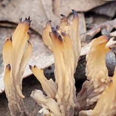 Clavulina vinaceocervina at O'Connor, ACT - 24 Jun 2022