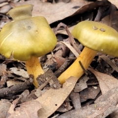 Dermocybe austroveneta (Green Skinhead) at O'Connor, ACT - 24 Jun 2022 by trevorpreston