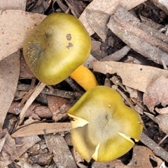 Dermocybe austroveneta at O'Connor, ACT - 24 Jun 2022